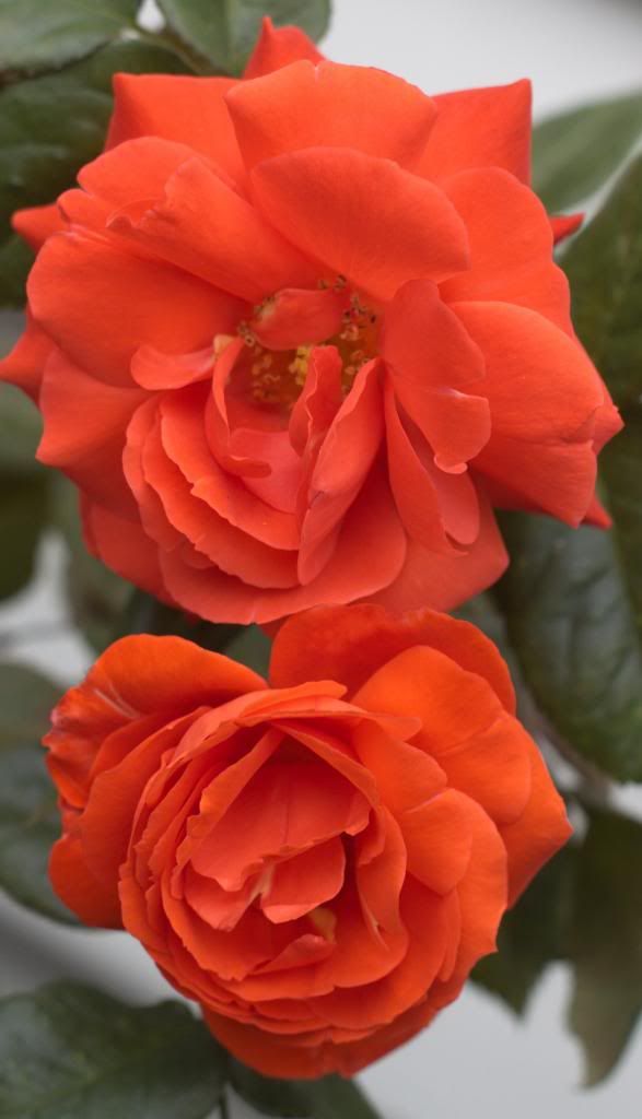  photo OrangeProspero2_zps27e0756f.jpg